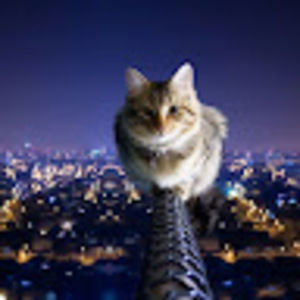 Meet your Posher, Marcedes